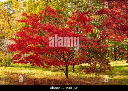 Acer tree with colouful autumn leaves Stock Photo