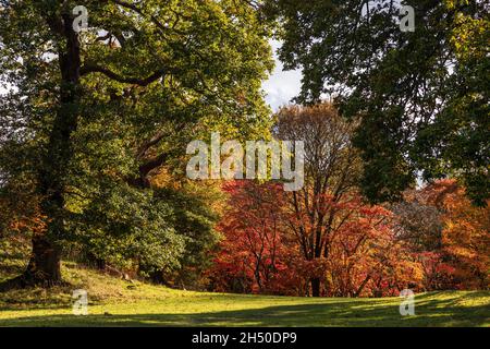 Acer tree with colouful autumn leaves Stock Photo