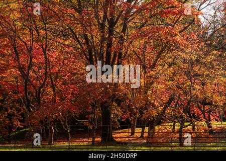 Acer tree with colouful autumn leaves Stock Photo