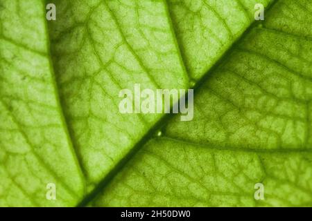 Veins texture of a fresh green leaf. Macro photo, natural background photo with selective focus Stock Photo