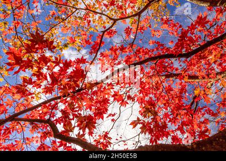 Acer tree with colouful autumn leaves Stock Photo