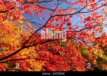 Acer tree with colouful autumn leaves Stock Photo