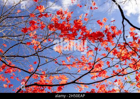 Acer tree with colouful autumn leaves Stock Photo