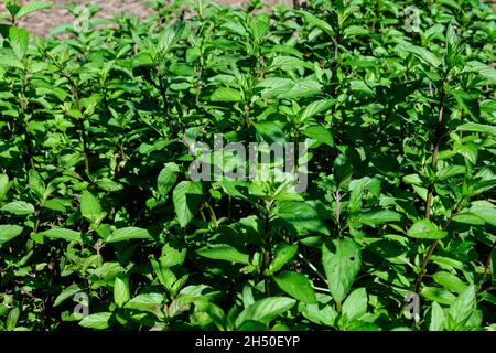 Fresh green peppermint or mentha × piperita, also known as Mentha balsamea leaves in direct sunlight, in an organic herbs garden, in a sunny summer da Stock Photo