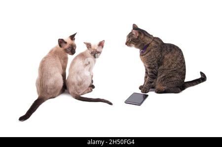Tabby cat with a smartphone and two young Siamese cats sitting in front of her Stock Photo