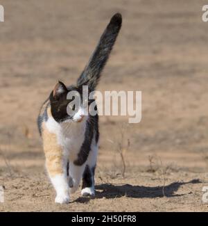 Beautiful calico cat walking towards viewer outdoors with her tail high showing confidence, looking to the right of the viewer Stock Photo