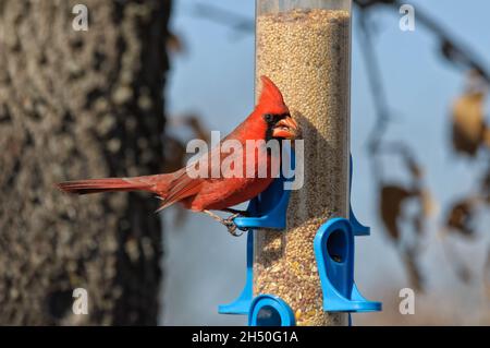 Bright red male Northern Cardinal at a bird feeder, eating seeds Stock Photo