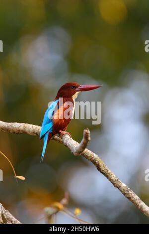An adult White-throated kingfisher or White-breasted kingfisher (Halcyon smyrnensis) perched in a tree in a park Stock Photo