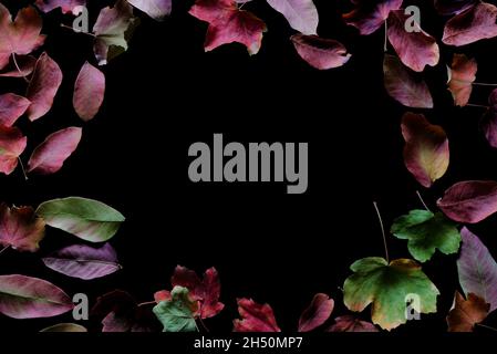 Dry colorful autumn leaves on a black background, creating a circle for copy space in the center. Stock Photo
