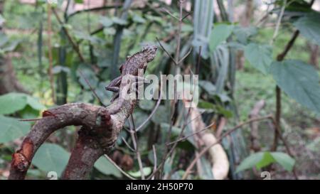 An Oriental garden lizard on top of a cut down branch view from back Stock Photo