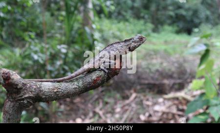 Side view of an Oriental garden lizard sitting on top of a cut down branch with a mosquito perched on a it's head Stock Photo