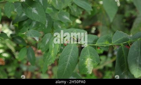 A metallic green jewel bug walking on top of a flowered star gooseberry leaflet's stem in the garden Stock Photo