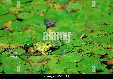 Green frog (Lithobates clamitans) on lily pads at Minnekhada marsh, Coquitlam, B., C., Canada. Stock Photo