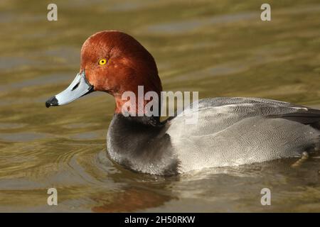 A male Redhead, Aythya americana, swimming on a pond at Slimbridge wetland wildlife reserve. Stock Photo