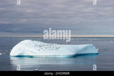 Many penguins on big iceberg in Antarctica Stock Photo