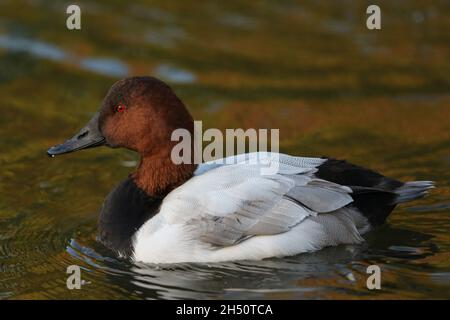 A drake Canvasback Duck, Aythya valisineria, swimming on a pond at Slimbridge wetland wildlife reserve. Stock Photo