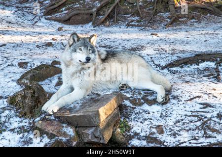 Gorgeous grey wolf laying in the snow in winter Stock Photo