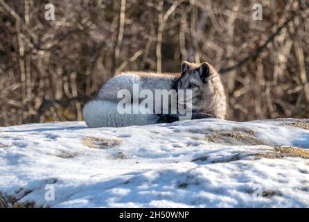 Grey arctic fox resting  on snow-covered rocks in winter Stock Photo