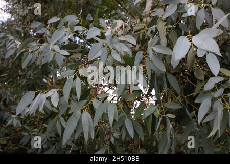 Full frame image of soft grey green eucalyptus tree foliage Stock Photo