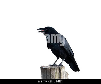 Isolated Carrion crow (Corvus corone) perched on a post eating a peanut Stock Photo