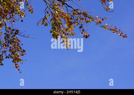 Branches with withered, discolored leaves of the European beech or common beech (Fagus sylvatica) in autumn. Blue sky. Dutch garden. November, Holland Stock Photo