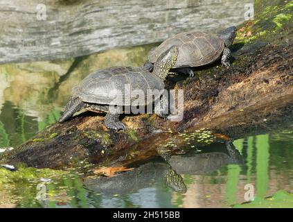 Two European pond turtles sitting on a tree trunk behind each other.  Emys orbicularis, European pond terrapin or or European pond tortoise. Stock Photo