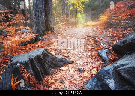 Path among black stump and stones in autumn forest Stock Photo