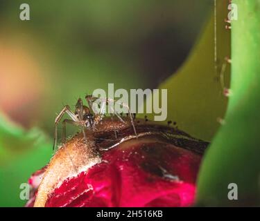 Small and little spider in nature. Sitting on a spider web. Stock Photo