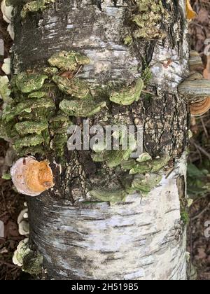 Fungi parasites Phellinus igniarius growing on trees in forest. Stock Photo