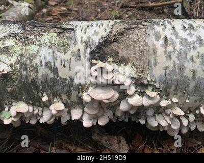 Fungi parasites Phellinus igniarius growing on trees in forest. Stock Photo