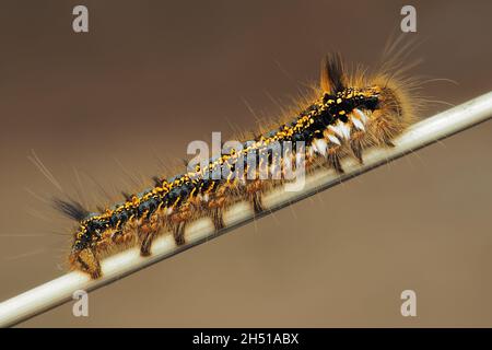 Drinker moth caterpillar (Euthrix potatoria) crawling up plant stem. Tipperary, Ireland Stock Photo