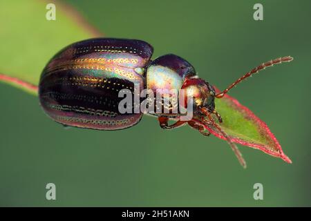 Rosemary Beetle (Chrysolina americana) on leaf. Tipperary, Ireland Stock Photo