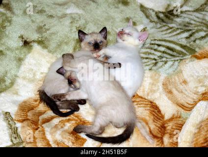 Three Siamese kittens on a blanket, the theme of domestic kittens Stock Photo