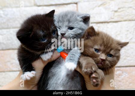 A bouquet of three multicolored Scottish kittens, the theme of domestic cats and kittens Stock Photo