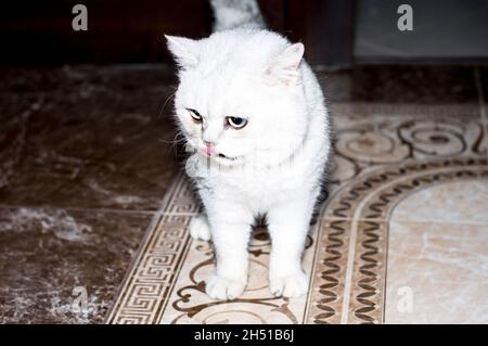 Scottish silver chinchilla cat on the floor, pet cats theme Stock Photo