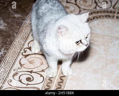 British silver chinchilla cat on the floor, pet cats theme Stock Photo