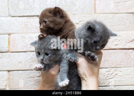 Scottish three kittens in their hands, the theme of domestic cats and kittens Stock Photo