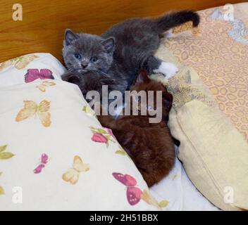 Scottish three kittens on the bed, the theme of domestic cats and kittens Stock Photo