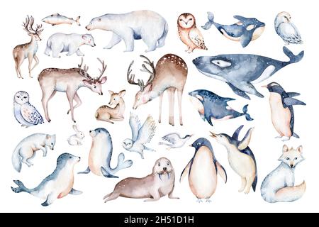 polar animals watercolor collections. snowy owl. reindeer. polar bear. fox. penguin. walrus seal hare whale Stock Photo