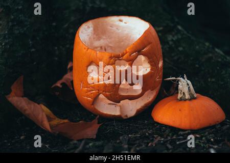 Visitors have been leaving leftover Halloween pumpkins out for the wildlife of East Park, Wolverhampton. Stock Photo