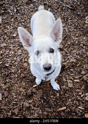 A white cute dog with big ears looks up pleadingly at his owner Stock Photo