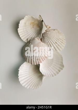 White seashells composition on white background Stock Photo