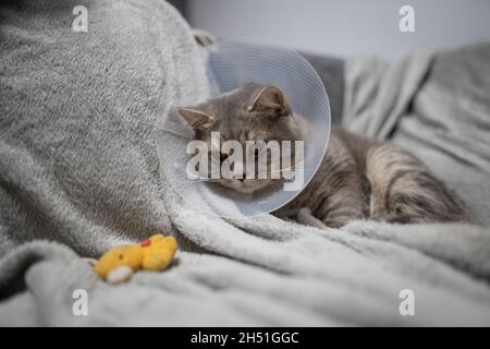 Sick gray Scottish Straight breed cat wearing pet medical collar cone Elizabethan collar to avoid licking at house. British cat after surgery at home Stock Photo