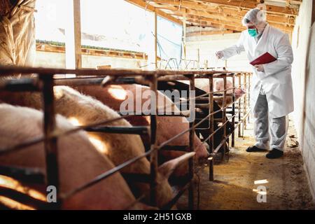 Pig veterinarian examining pigs at pigsty. Stock Photo