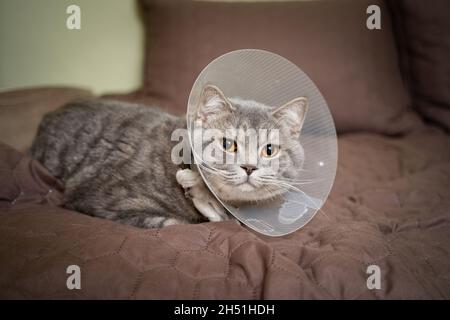 Sick gray Scottish Straight breed cat wearing pet medical collar cone Elizabethan collar to avoid licking at house. British cat after surgery at home Stock Photo