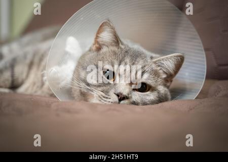 Sick gray Scottish Straight breed cat wearing pet medical collar cone Elizabethan collar to avoid licking at house. British cat after surgery at home Stock Photo
