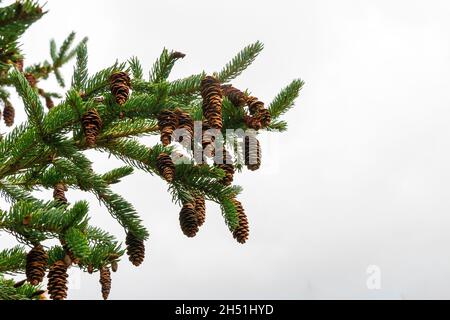 Green spruce branches covered with small brown cones on a white background Stock Photo