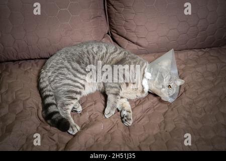 Sick gray Scottish Straight breed cat wearing pet medical collar cone Elizabethan collar to avoid licking at house. British cat after surgery at home Stock Photo