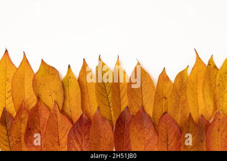 red leaves collage isolated on white background, autumn foliage, frame of red and yellow leaves Stock Photo
