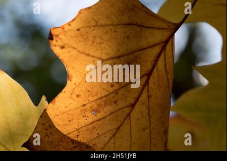 winter dappled light shines through leaf Stock Photo